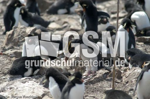 Goldschopfpinguin (08 von 19).jpg